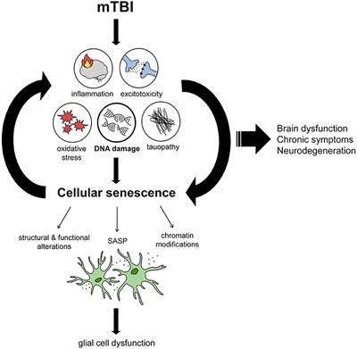 Frontiers | Cellular Senescence In Traumatic Brain Injury: Evidence And ...